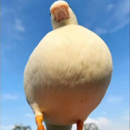 荔不荔枝你kun哥