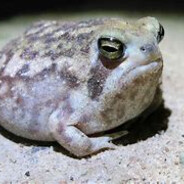 Dumbfrogs.com