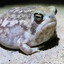 Dumbfrogs.com