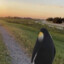 Sunset Penguin