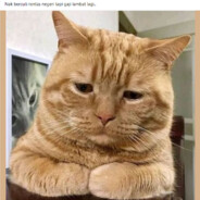 BIG Chonk Oyen
