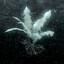 Nirnroot