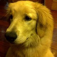 此去汉阳不远新号162695523专业虐人