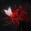 ꧁.RedLily.꧂