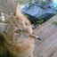bugsman