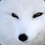 Snow Fox Gaming