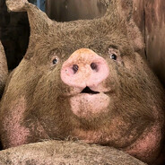 AAAA土猪养殖专业户