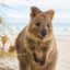 Confusedquokka