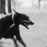 Dobermann - steam id 76561197965493357