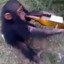 Alcohol Hominid