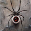 Latrodectus