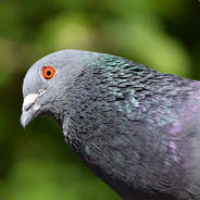 Sir Pigeon