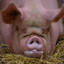 big pig