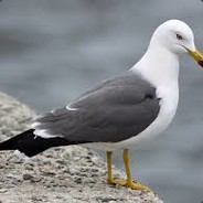 _Seagull_