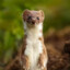 Weasel