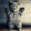 moodycat | jw