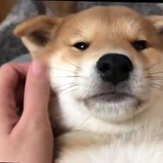 吐吐艳艳菜虚鲲