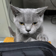 奸奇神选欧斯塔特