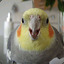 Cockatiel