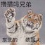 虎宝