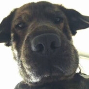 她说她是晒黑的