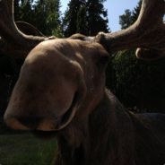 Flosson - steam id 76561197961153188