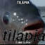 TILAPIAPEEK