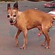 альхамный своровский