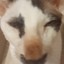 КОТЯРА ГИТЛЕР