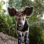 Okapi