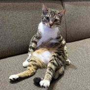 хороший котакбас