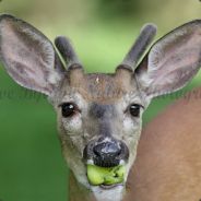 AppleDeer