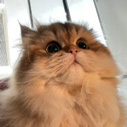 我真的是残局软柿子