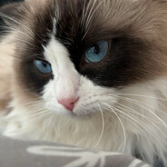 您怎么还不死呢？