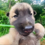 69九岁扶墙压枪