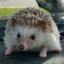 Huffily Hedgehog