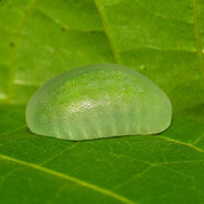 Sony 14 Jellybean