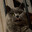 beetlecat