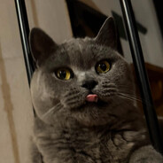 beetlecat