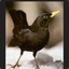 Schwarze Amsel