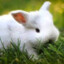 thỏ ăn cỏ