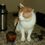 laucha