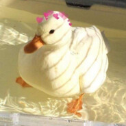 Strange_Duck