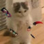 CAT 86iq