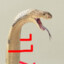 Ol&#039; Snake_legs