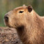 Capybara Follower