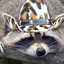 Raccoon