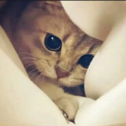 孤独的甜心小猫