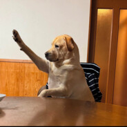 HundKappa