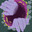 Dreamweaver